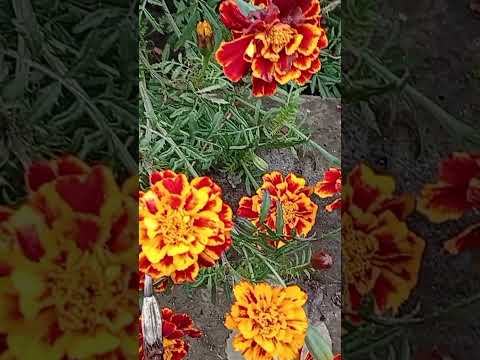 Where God Planted Us