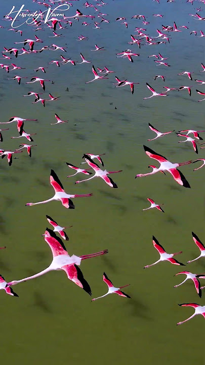 flamingo birds flying over