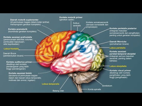 Video: Saraf Vagus: Anatomi Dan Fungsi, Diagram, Stimulasi, Kondisi