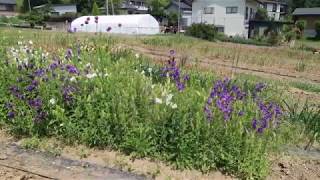 球根掘り上げ途中の花畑　あまり花は咲いていない殺風景状態だけど、ギガンチュームとシラーカンパニュラは咲いています。あと愚痴ります。