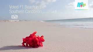 Eagle Beach Aruba: The #1 Southern Caribbean Beach screenshot 2