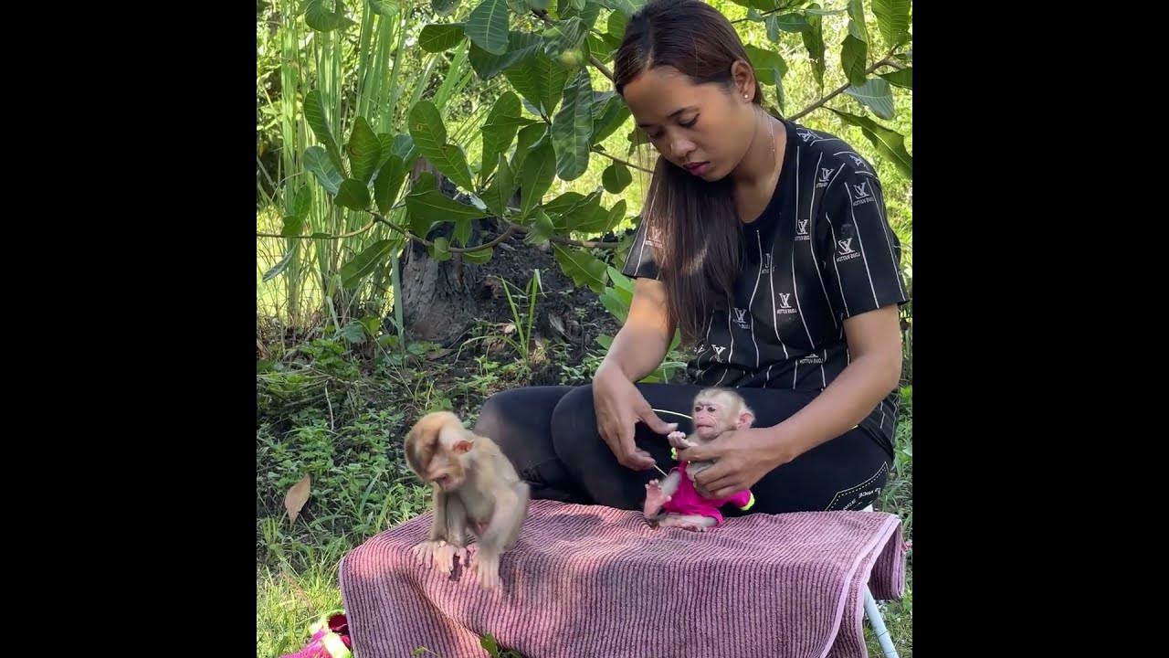 #baby monkey #baby monkeys #baby monkey Attacked #baby monkey crying #