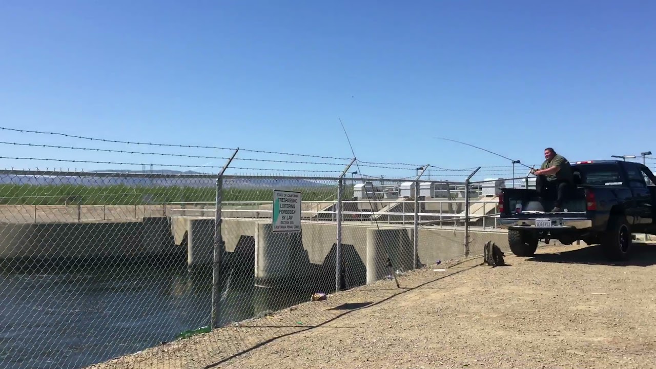 Striper fishing the Ca aqueduct 2021 YouTube