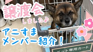 【保護犬】アニすまのゴキゲンなメンバーを紹介するぜ！【譲渡会ありがとうございました】 by みさきアニマルすまいる 2,698 views 9 months ago 4 minutes, 34 seconds