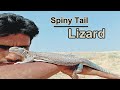 How to find & Catch a Spiny Tail Lizard|سانڈے کو پکڑنے اور ڈھونڈنے کا آسان طریقہ|