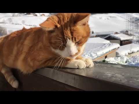 Video: Geweld Op Zachte Kattenpoten