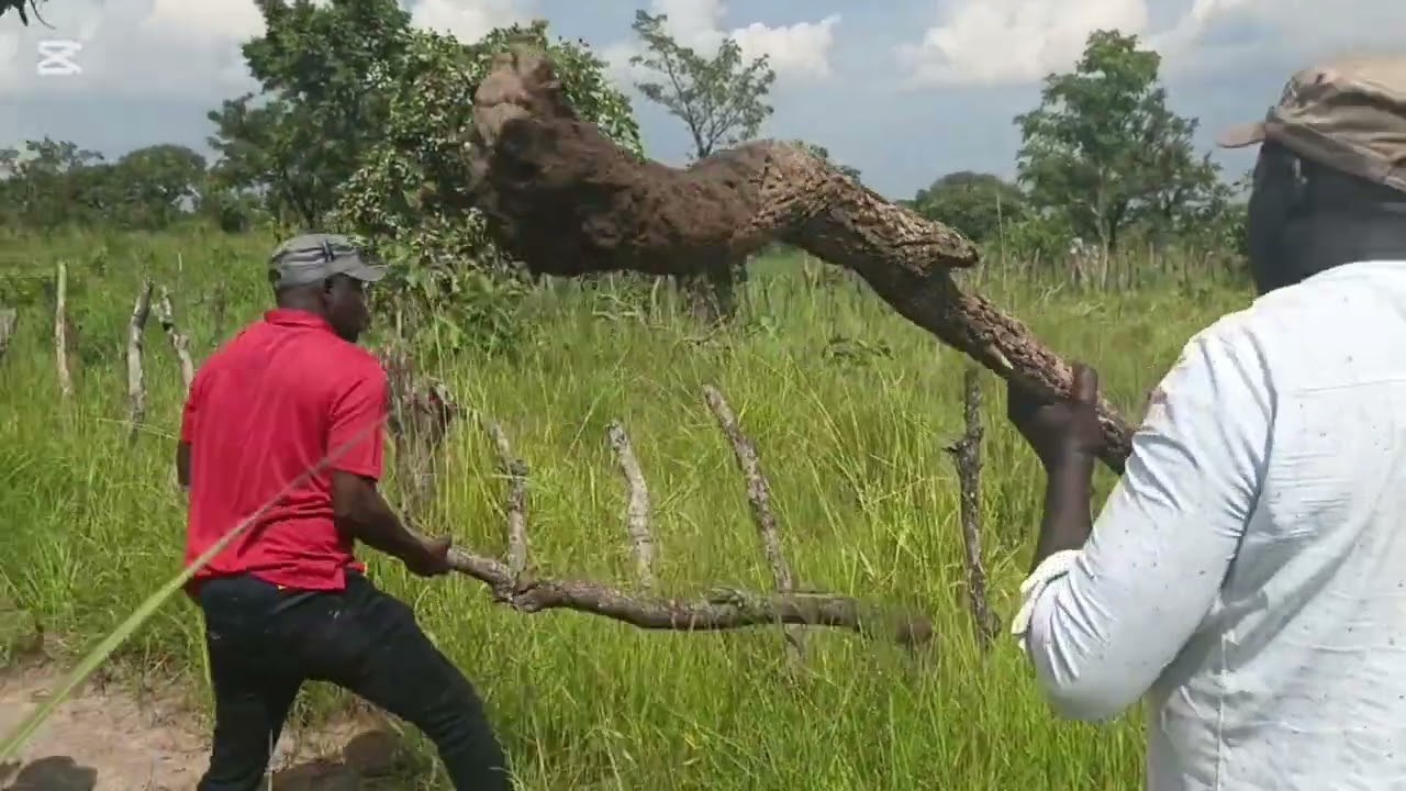 Breaking: Hon. Dr. Gilbert Olanya and Hon. Odonga Otto destroyed Balalo fence in Pader district.