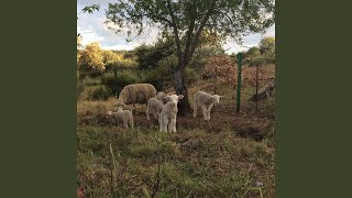 Video thumbnail of "Josephine Foster - The Wheel of Fortune"