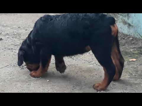 giống chó rottweiler mặt nhăn