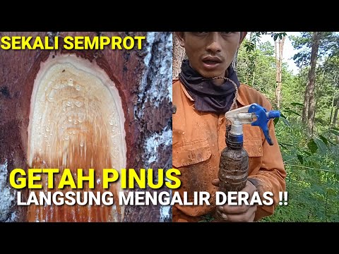 Video: Pinus gunung… Ciri-ciri apa yang dimiliki tanaman indah ini?