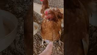 Doença Que Mais Mata Poedeiras Velhas