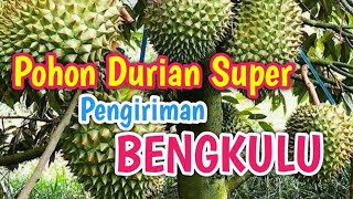Pengiriman pohon durian super | cepat buah | Bengkulu