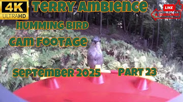 4k Humming Bird Cam Footage September 2025 Part 23 Final