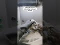 Metal Dragon