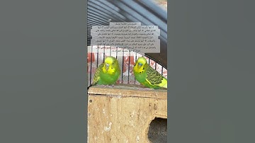 #سورة_الفاتحة #قرآن #المصحف #العراق #السعودية #مصر #اكسبلور #طيور #kuran #birds #lovebirds #budgies