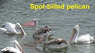 Bunch of spot billed pelican are busy in fishing on a lake