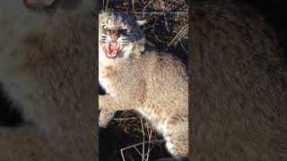 Bobcat Jump Scare