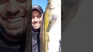 ΟΤΑΝ ΔΕ ΤΡΩΝΕ...ΥΠΑΡΧΕΙ ΛΥΣΗ!!!!! 🎣 #ψάρεμα #grouper #fishing #viral #reel