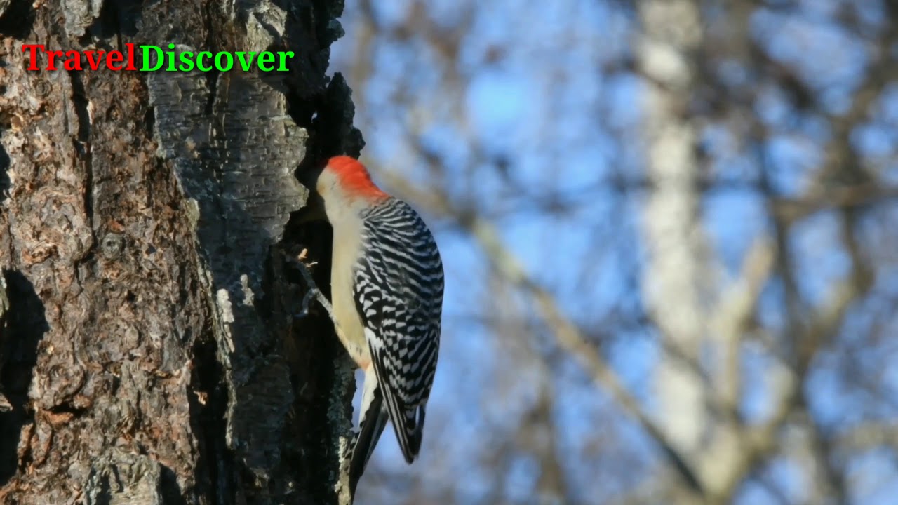 Woodpecker - Red Bellied 05.03.2020 