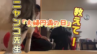 教えて！ニャンコ先生「夫婦円満の日」 by はるあき 17 views 3 months ago 2 minutes, 15 seconds