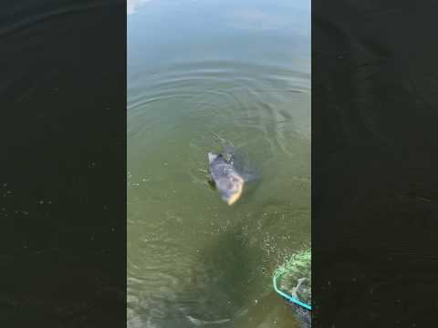 Hồ bán tự nhiên A Minh lên cá hô khủng 18 ký | VY HAN FISHING