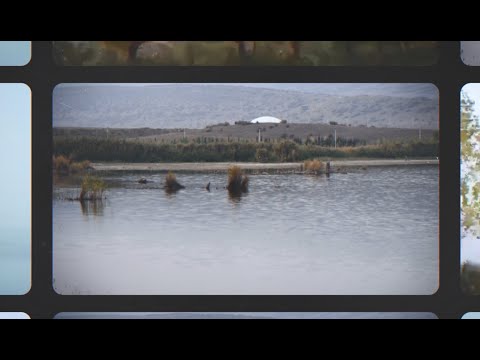 ვისია ლისი?