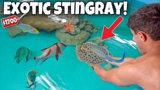 BUYING THE WORLDS RAREST STINGRAY For My POND!!