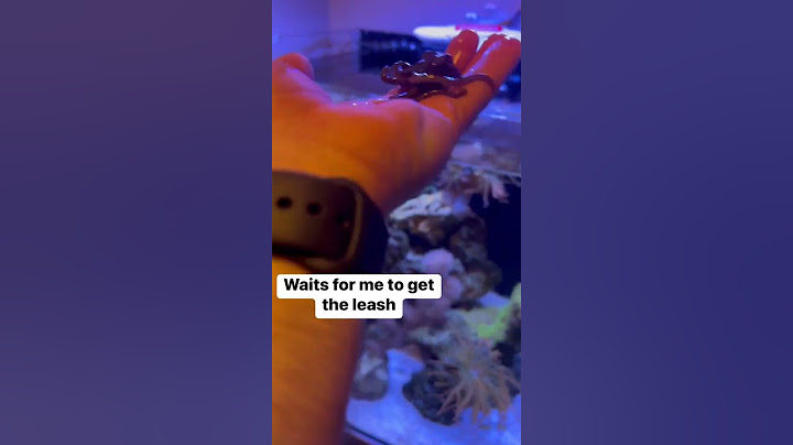 How I walk my pet Octopus