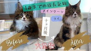 【世界最大の猫種】大型猫メインクーンの１歳までの成長記録【デカ猫】