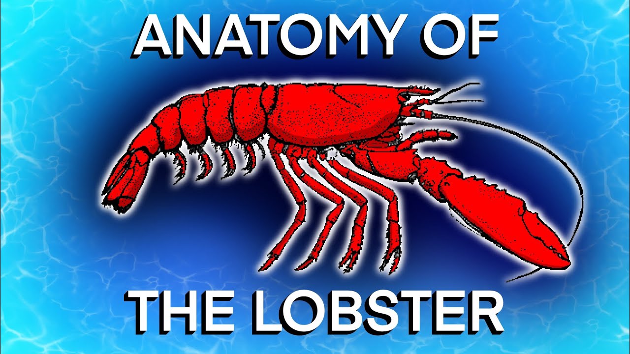 Anatomy of the Lobster YouTube