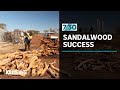 Indigenous business turning bush knowledge into international success | 7.30