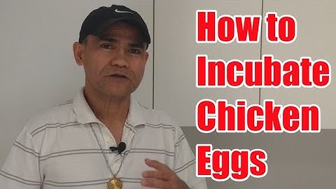 HOW TO INCUBATE CHICKEN EGGS "STEP-BY-STEP"(@ChickenTour )