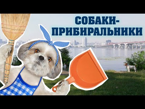 У Дніпрі собаки самостійно навчились прибирати сміття | Станіслав Борисенко