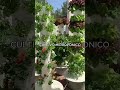 MASTERCLASS GRATUITAS🍒🍎🥦