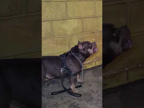 CARINHO SEM ESTRUTURA COBRA PREÇO