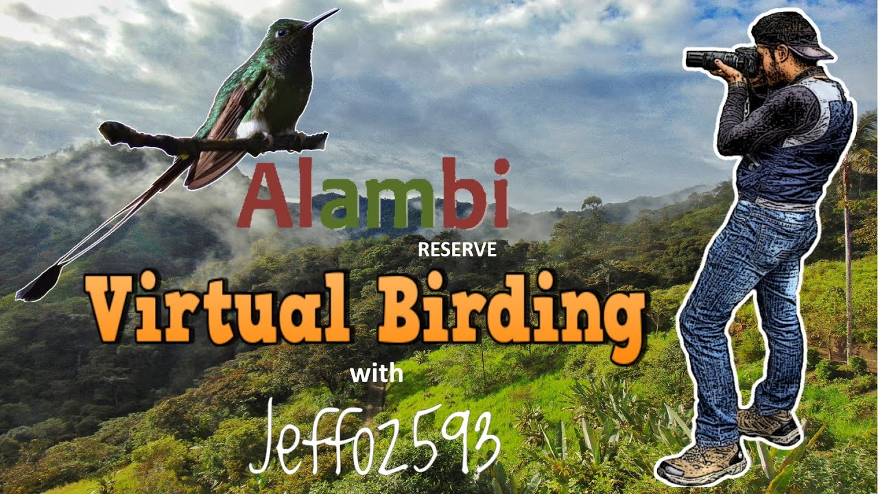 Virtual Birding in Alambi Reserve - YouTube