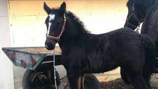 : PERCHERONS     