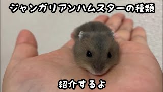 【ジャンガリアン】ハムスターの毛色や種類の紹介。レアカラーも。