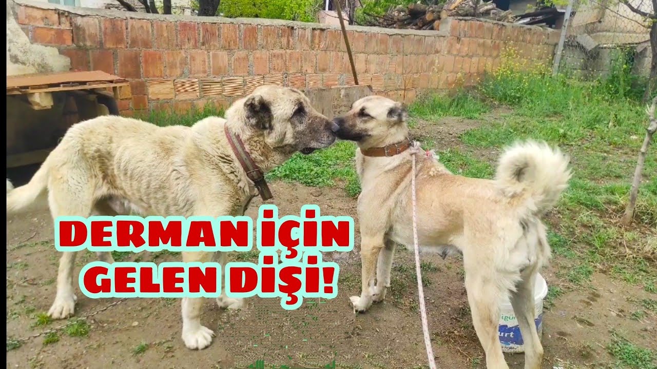 Kangal Kopeklerin Kilo Almasi Hizli Gelismesini Saglayan Yemek Tarifi Youtube