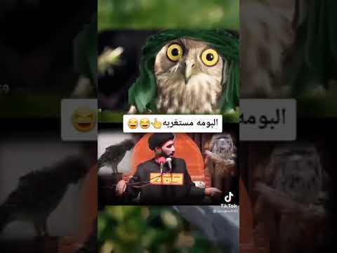 وليد إسماعيل | كذب المعممين | اضحك مع البومة