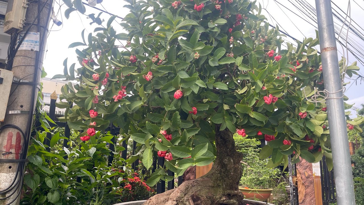 Mận hoàng yến ##chợlách## Bến tre  0909099971