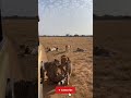 Can he blend in? Human vs Cheetah! 🐆😂 #Shorts#Shorts #AI #Cheetah #Camouflage #Wildlife #FunnyShorts
