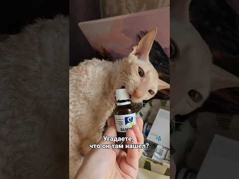 Успокоительное для кота
