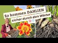 Dahlien überwintern 🌸 Ausgraben &amp; lagern – so klappt’s 🌼