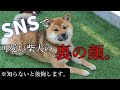 柴犬や豆柴を飼う前に知って欲しいこと。