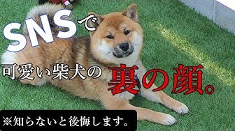 飼育放棄 Youtube