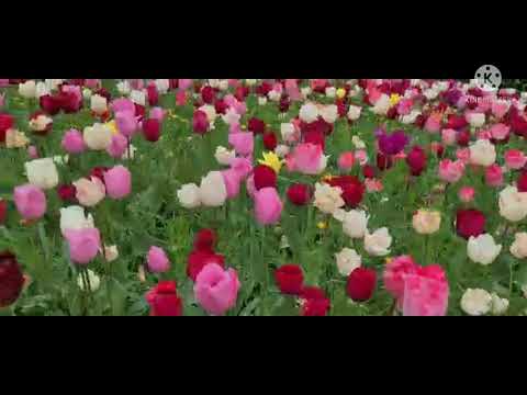 Video: Spring Adonis - Användbara Egenskaper Och Användning Av Adonis