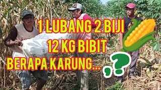 Panen Jagung 1 Lubang 2 Biji. Hemat Pupuk Hasil Tidak Kalah