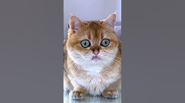 HOW to APOLOGIZE to Your CAT 🐱💖 Just BUY a WOWCUBE 🧊✨