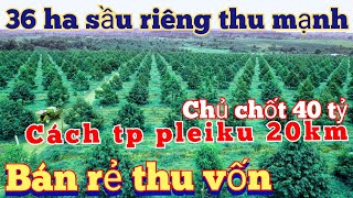 cần Bán 35,7 ha sầu riêng đông đặc năm thứ 5_6 tại gia lai cách T.phố Pleiku 20km | vườn sầu riêng
